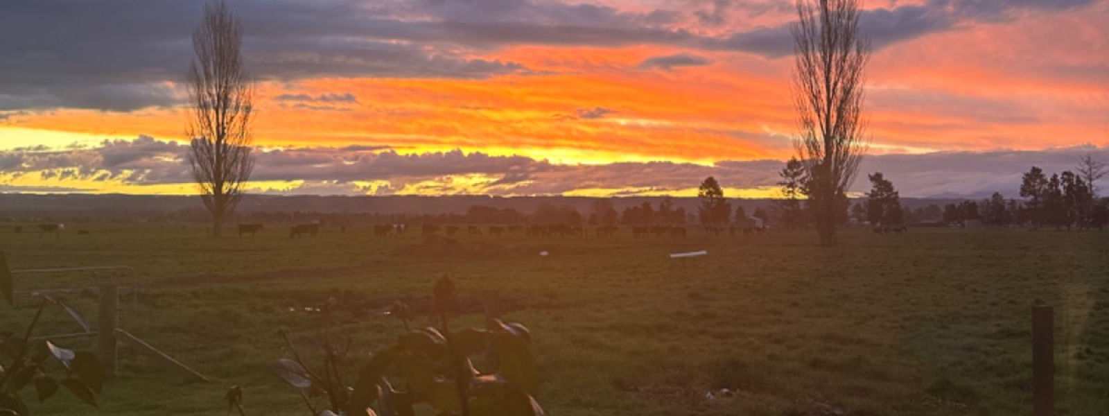 Dairy farming with care